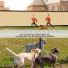imageAmagenix Privacy Fence ScSand 4x 50Custom Size Mesh Fencing Shade Cover with Brass rommets Heavy Duty Protective Covering for Outdooor Garden BackyardSand